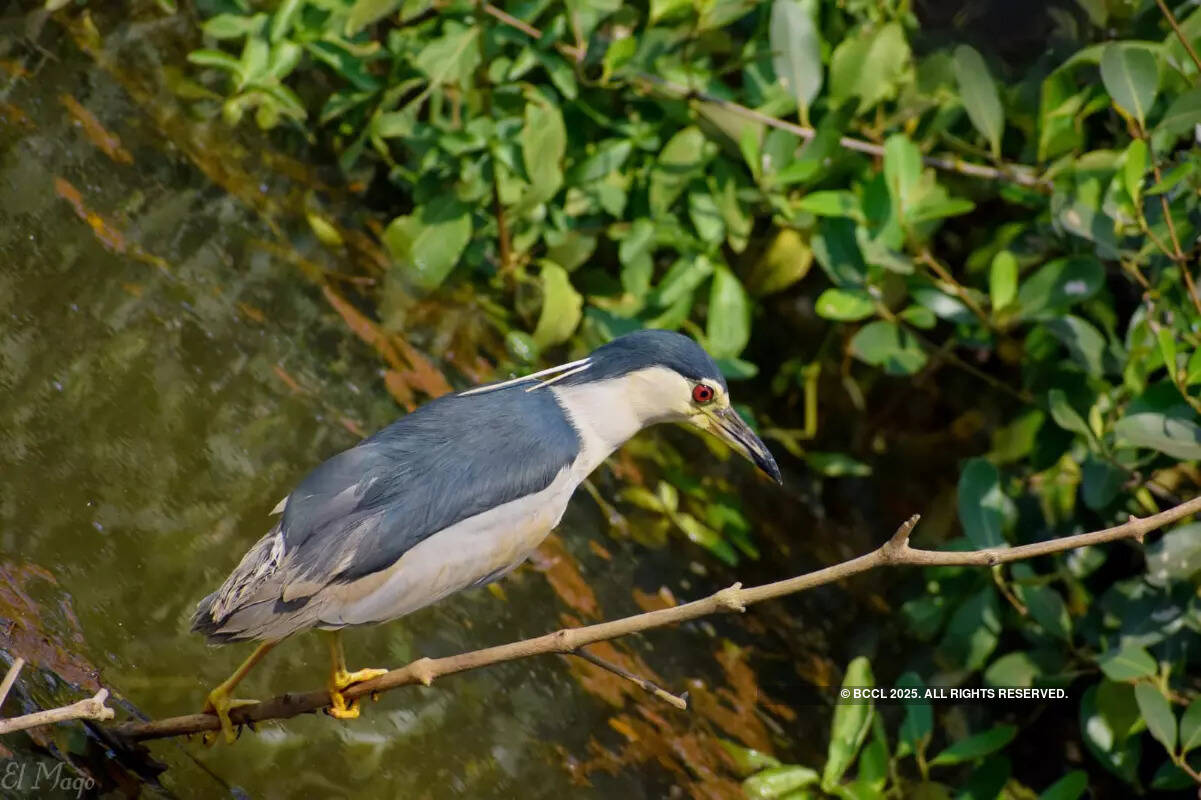 Hundreds of avian enthusiasts compete in Goa bird race