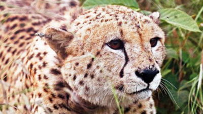 Villagers protest fencing of sanctuary in MP for Project Cheetah phase-2