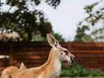 ​Kangaroo recognised as world's largest hopping animal​