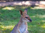 ​Kangaroo recognised as world's largest hopping animal​