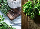 8 Smart ways to clean and store fresh herbs without preservatives