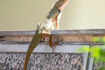 ​Keeping lizards as pets and exploring their fascinating behaviours and unique characteristics​