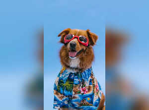 10 cute male dog names inspired by popular TV shows